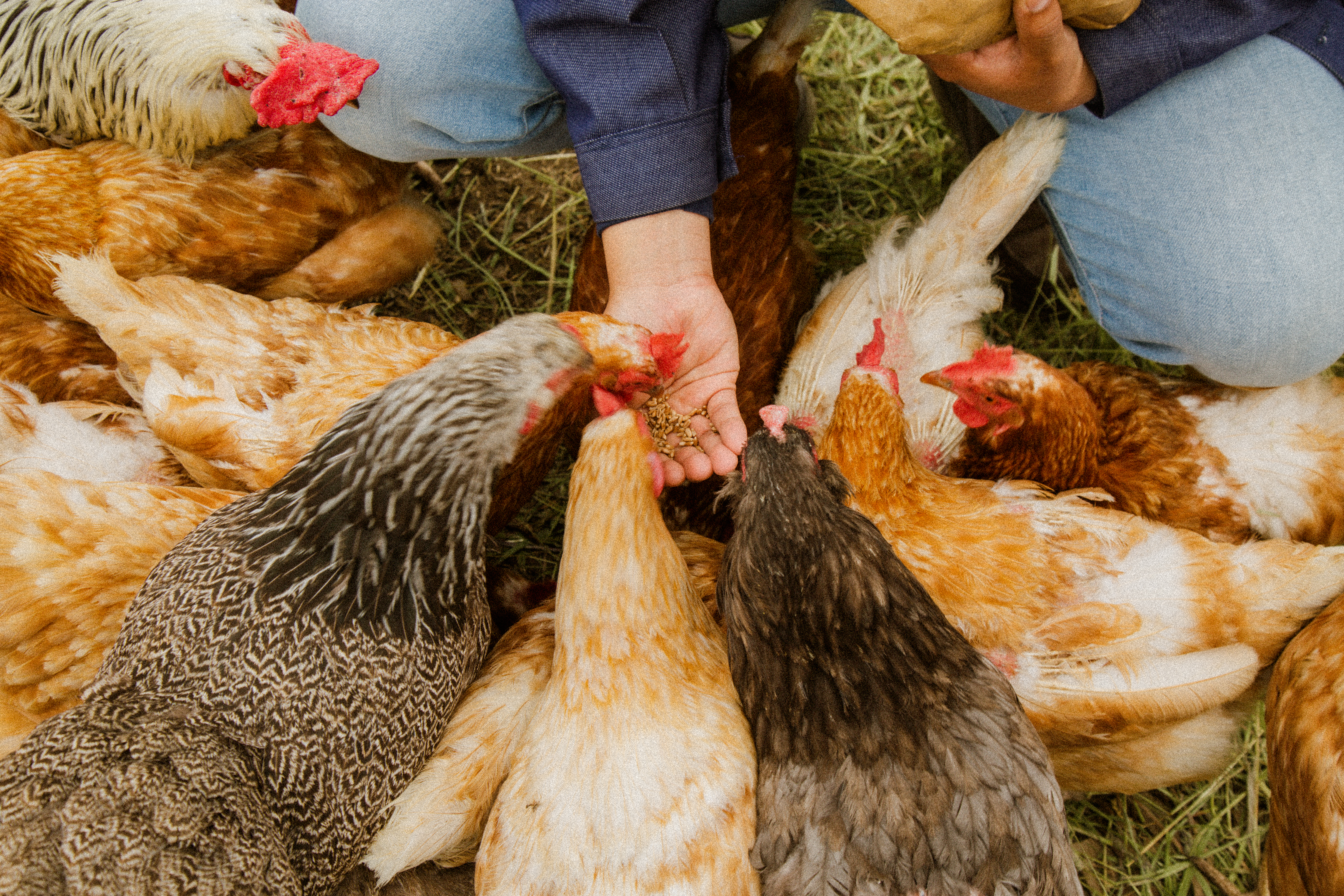 Chickens eat feed out of a person’s hand. 